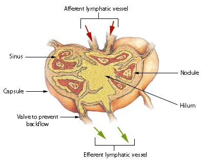 Lymph node
