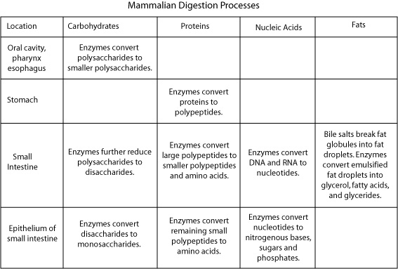 Mammalian digestion processes