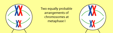 Meiosis 1 - Metaphase