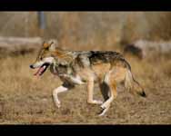 Mexican gray wolf