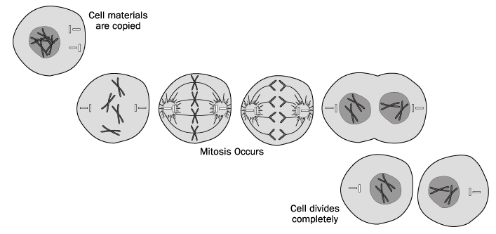 Mitosis diagram