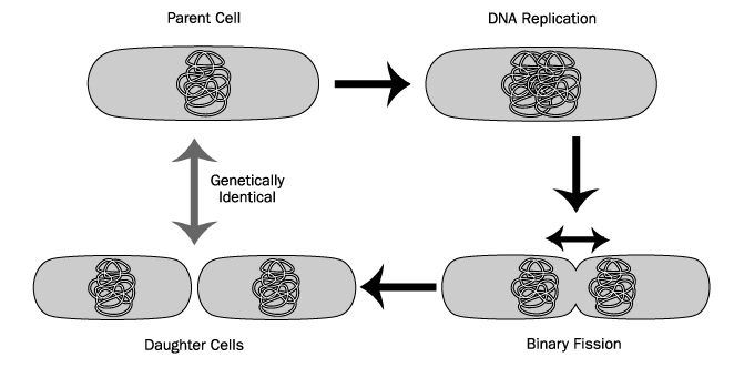 Binary fission diagram
