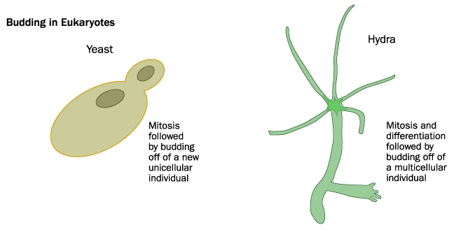 Budding in eukaryotes