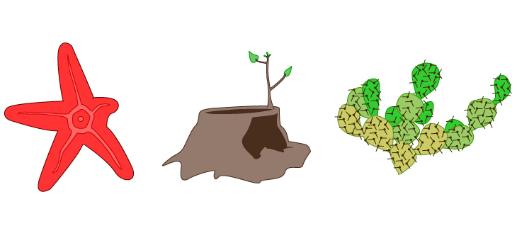 Regeneration and fragmentation in eukaryotes