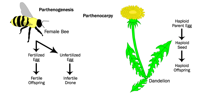 Parthenocarpy diagram