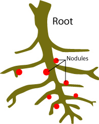 Mycorrhizae