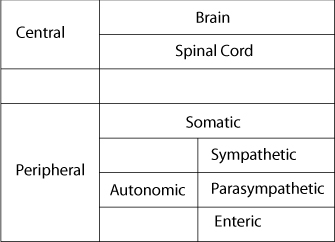 Nervous system divisions