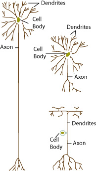 Neuron structure