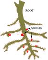 Nitrogen fixation