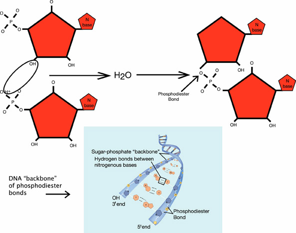 Nucleic acid dehydration