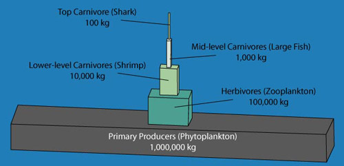 Ocean biomass pyramid