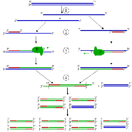 Polymerase Chain Reaction