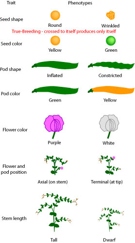 Phenotypes in pea plants