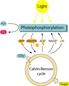 Photosynthesis