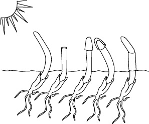 Phototropism