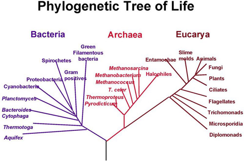 Phylogenetic Tree of Life
