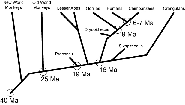 Primate cladogram