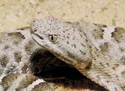 Pit viper