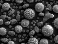 Plant pollens