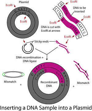 Inserting a DNA Sample into a Plasmid