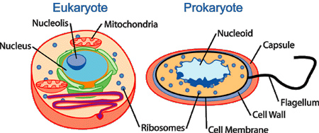 Eukaryote vs prokaryote