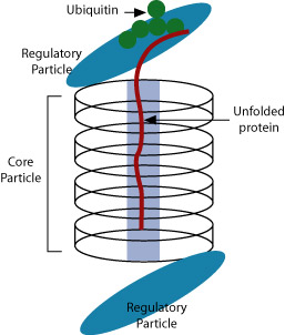 Protein degradation