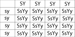 SSYY/ssyy punnett square