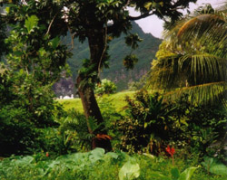 Rainforest