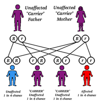 Recessive pedigree chart