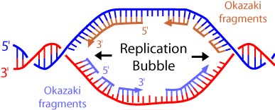 Replication bubbe fork