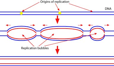Replication bubbles