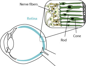 Diagram of rods and cones