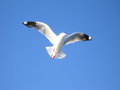 Seagull