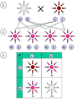 Color alleles of Mirabilis jalapa