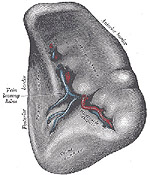The spleen