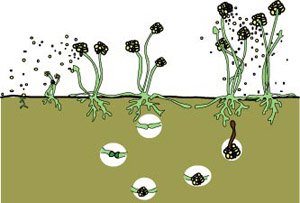 Sporangia