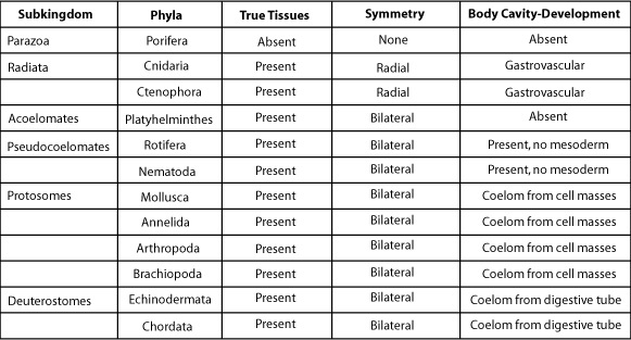 Subkingdom chart