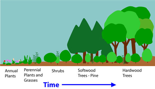 Ecosystem development over time