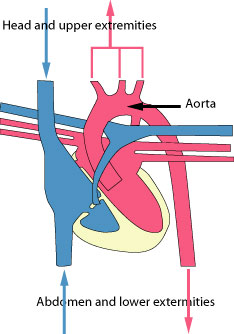 Systemic circulation