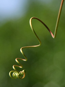 Thigmotropism