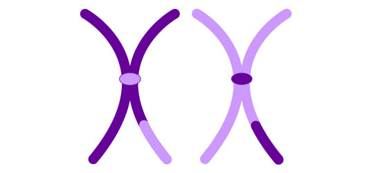 Crossing-over of chromosomes