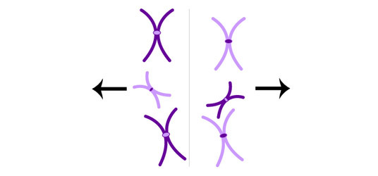 Independent assortment of chromosomes