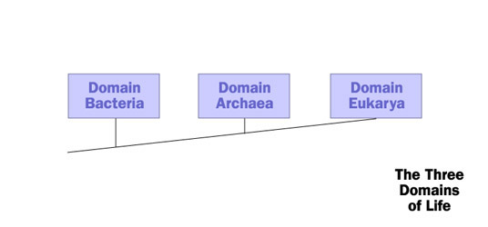 The Three Domains