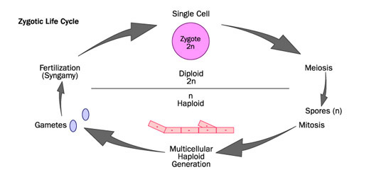 Zygotic Life Cycle diagram