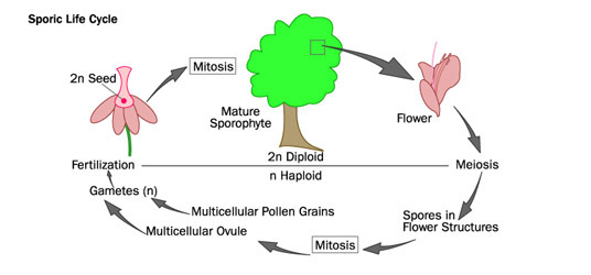 Sporic Life Cycle diagram