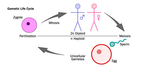 Gametic Life Cycle diagram