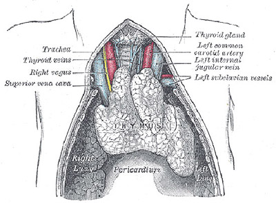 Thymus gland