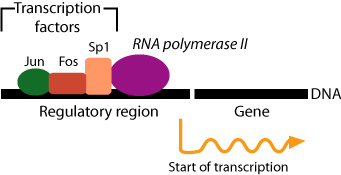 Transcription factors