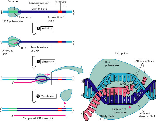 DNA to RNA transcription process