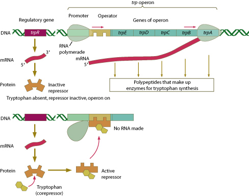 trp operon process